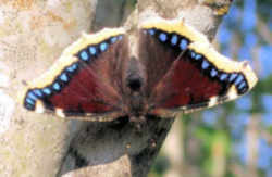 Montana Butterfly - Mourning Cloak 