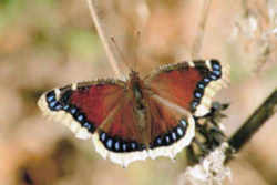 Montana Butterfly - Mourning Cloak 