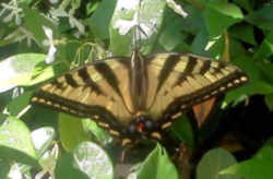 Oregon State Insect - Oregon Swallowtail Butterfly