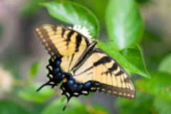 Oregon State Insect - Oregon Swallowtail Butterfly