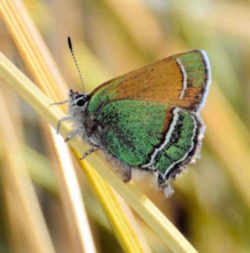 New Mexico State Butterfly - Sandia Hairstreak