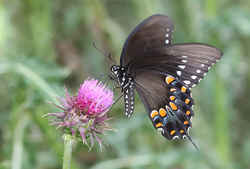 Mississippi State Butterfly - Spicebush Swallowtail