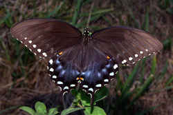 Mississippi State Butterfly - Spicebush Swallowtail