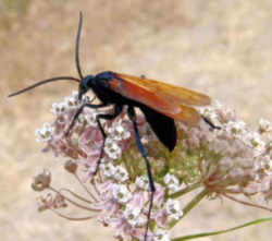 New Mexico State Insect - Tarantula Hawk Wasp