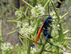 New Mexico State Insect - Tarantula Hawk Wasp