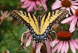 Delaware State Butterfly - Tiger Swallowtail Butterfly