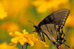 Delaware State Butterfly - Tiger Swallowtail Butterfly