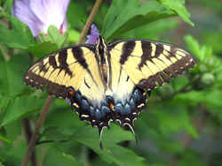 Georgia State Butterfly: Tiger Swallowtail