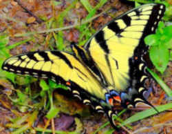 Georgia State Butterfly: Tiger Swallowtail