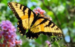 Virginia State Insect - Tiger Swallowtail Butterfly