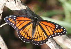 Kentucky State Butterfly - Viceroy Butterfly