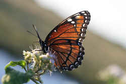 Kentucky State Butterfly - Viceroy Butterfly