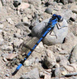 Nevada State Insect - Vivid Dancer Damselfly