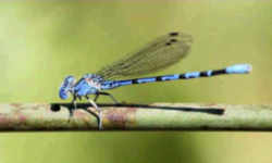 Nevada State Insect - Vivid Dancer Damselfly