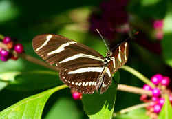 Florida State Butterfly - Zebra Longwing