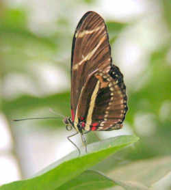 Florida State Butterfly - Zebra Longwing