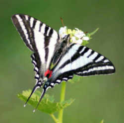 Tennessee State Butterfly - Zebra Swallowtail