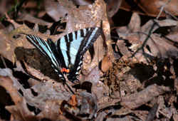 Tennessee State Butterfly - Zebra Swallowtail