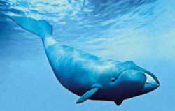 Alaska State Marine Mammal: Bowhead Whale (Balaena mysticetus)