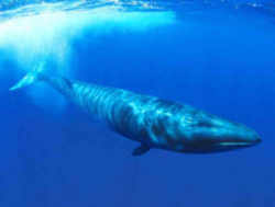 Alaska  Bowhead Whale