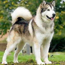 Alaska Alaskan Malamute