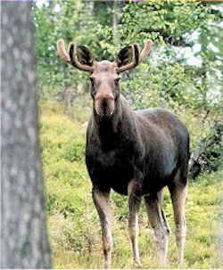 Alaska State Land Mammal: Moose (Alces alces)