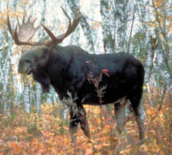 Alaska Moose