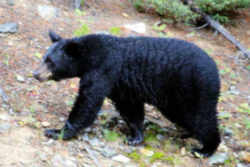 Alabama State Mammall: Black Bear