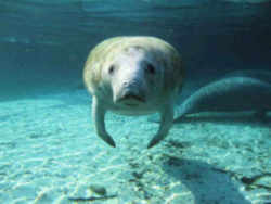 Alabama State Marine Mammal: Manatee