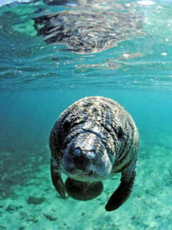 Alabama State Marine Mammal: Manatee