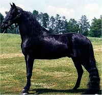 Alabam Racking Horse