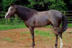 Alabam Racking Horse