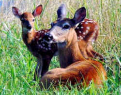 Arkansas' Official State Symbol - Mammal: White-tailed Deer