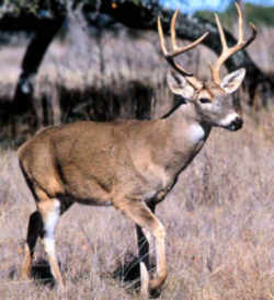 Arkansas' Official State Symbol - Mammal: White-tailed Deer