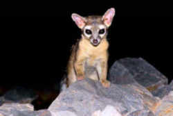 Arizona State Mammal: Ringtail