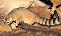 Arizona State Mammal: Ringtail