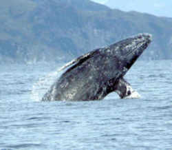 California Marine Mammal: California Gray Whale