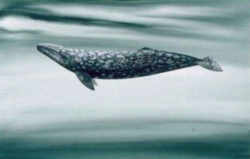 California Marine Mammal: California Gray Whale