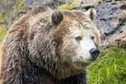 State Symbols: California State Animal: California Grizzly Bear