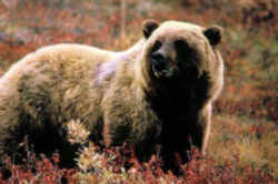 State Symbols: California State Animal: California Grizzly Bear