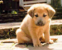 New Hampshire State Dog: Chinook Pictured: Domino Cantu