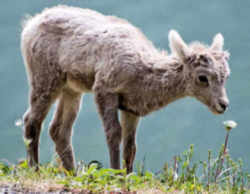 State Symbols:Colorado State Animal: Rocky Mountain Bighorn Sheep