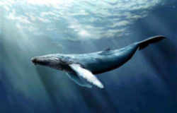 State Symbols: Connecticut State Animal: Sperm Whale 