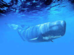 State Symbols: Connecticut State Animal: Sperm Whale 
