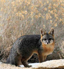 State Symbols: Delaware State Wildlife Animal: Grey Fox