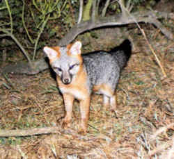 State Symbols: Delaware State Wildlife Animal: Grey Fox