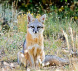 State Symbols: Delaware State Wildlife Animal: Grey Fox