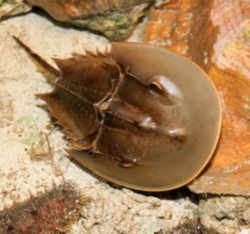 Delaware State Marine Animal: Horseshoe Crab