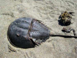 Delaware State Marine Animal: Horseshoe Crab