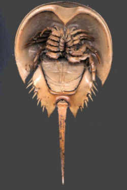 Delaware State Marine Animal: Horseshoe Crab